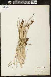 Carex raynoldsii image