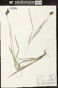 Carex raynoldsii image