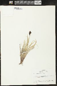 Carex raynoldsii image