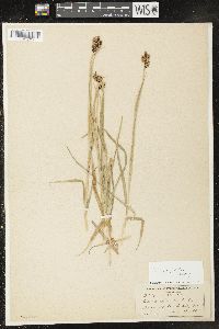 Carex raynoldsii image