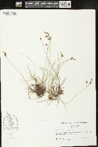 Carex rariflora image