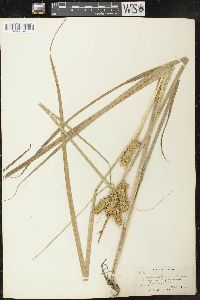 Carex retrorsa image