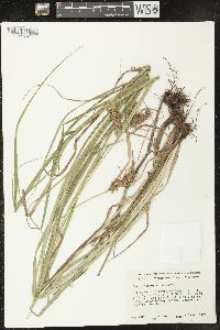 Carex retrorsa image