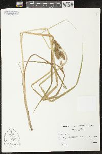 Carex retrorsa image