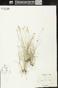 Carex retrorsa image