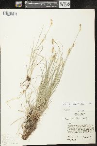 Carex retroflexa image