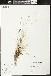 Carex texensis image