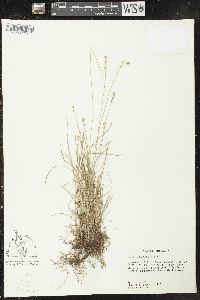 Carex retroflexa image