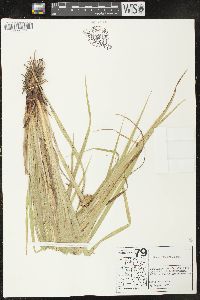 Carex retrorsa image