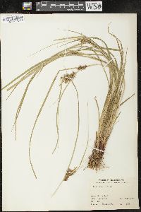 Carex retrorsa image