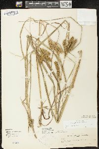 Carex retrorsa image