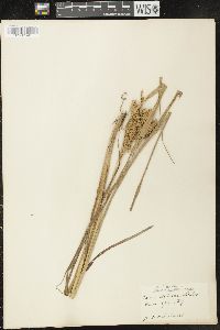 Carex retrorsa image