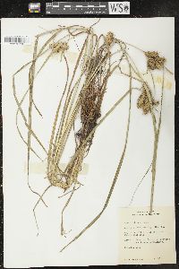 Carex retrorsa image