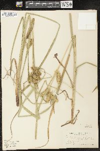 Carex retrorsa image