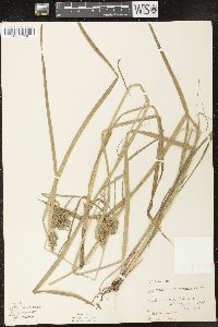 Carex retrorsa image