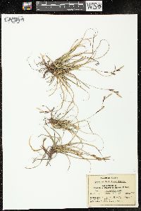 Carex richardsonii image