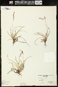 Carex richardsonii image