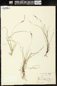 Carex richardsonii image