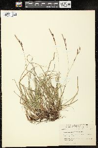 Carex richardsonii image