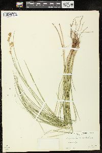 Carex richii image