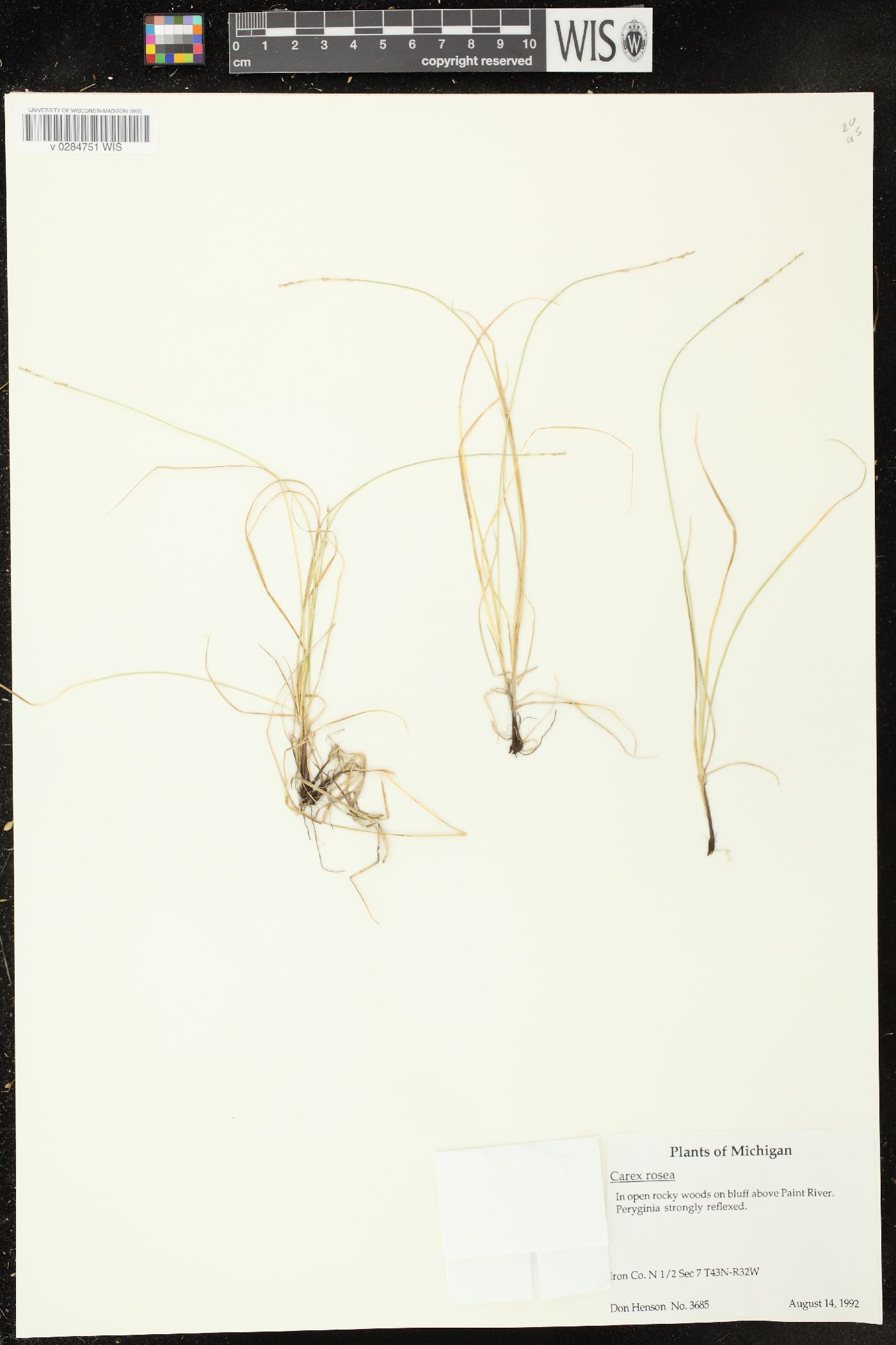 Carex rosea var. pusilla image