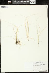 Carex rosea var. pusilla image