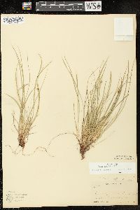 Carex rossii image