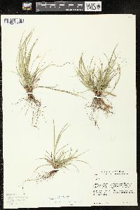 Carex rossii image