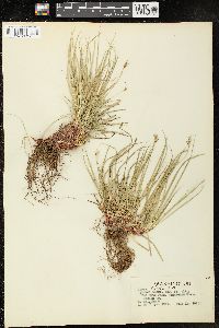 Carex rossii image