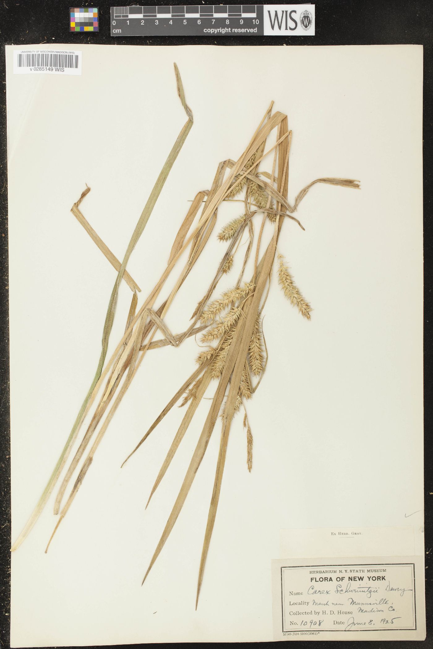 Carex schweinitzii image