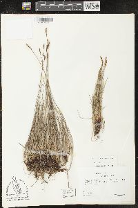 Carex scirpoidea image