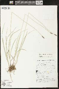 Carex scirpoidea subsp. scirpoidea image