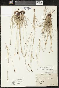 Carex scirpoidea subsp. scirpoidea image