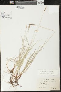 Carex scirpoidea subsp. scirpoidea image