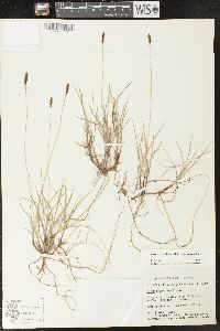 Carex scirpoidea image