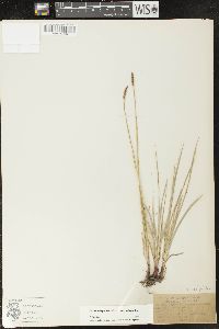 Carex scirpoidea subsp. scirpoidea image