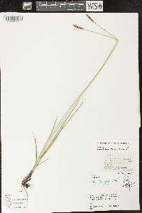 Carex scirpoidea image