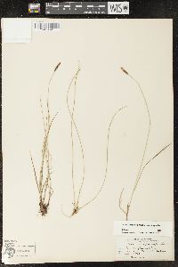 Carex scirpoidea image