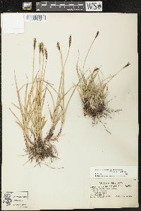 Carex scirpoidea subsp. stenochlaena image