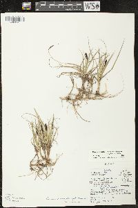 Carex scirpoidea image