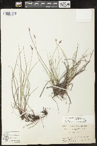 Carex scirpoidea image