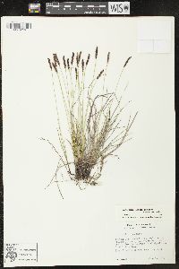 Carex scirpoidea image