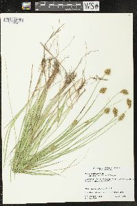Carex scoparia var. tessellata image