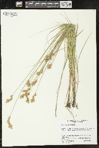 Carex scoparia var. tessellata image