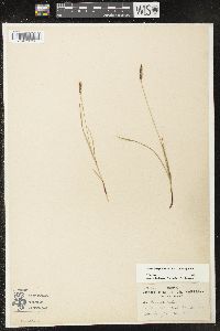 Carex scirpoidea subsp. scirpoidea image