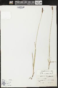 Carex scirpoidea image