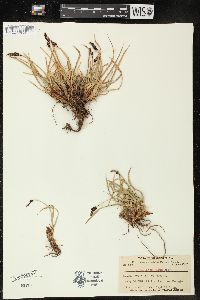 Carex scopulorum image