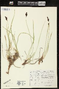 Carex scopulorum image