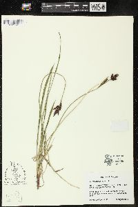 Carex scopulorum image