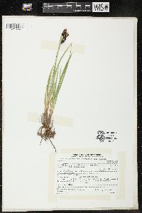 Carex scopulorum var. chimaphila image